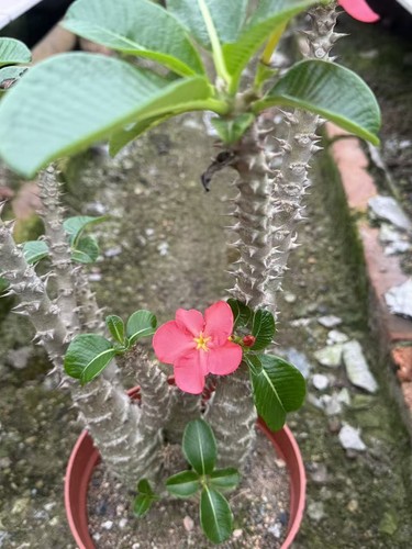 Multi heads pachypodium - multi,