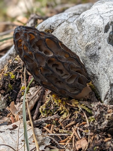 Morilles coniques séchées - coniques,