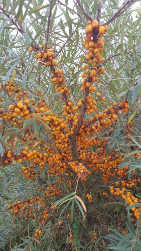 Hippophae rhamnoides
