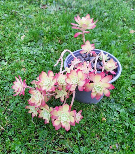 Sedum palmeri very - sedum, easy