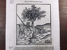 Poivrier 1614 Phytothérapie Distillation Plantes Gravure sur Bois Ambroise Paré