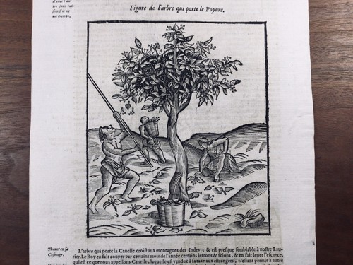 Poivrier 1614 phytothérapie - 1614,