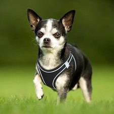 HEELE Harnais pour Petit Chien- Réfléchissant Doux Respirant Taille L REF 6095