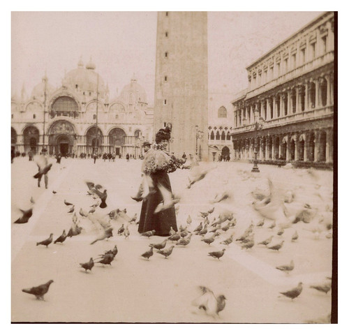 Italie venise les pigeons de - italie,, venise,