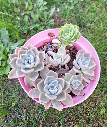 Graptoveria fantôme easy - 'fantôme',