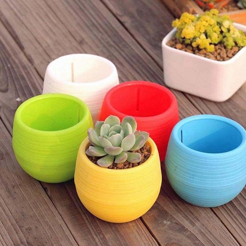 Jolie plante succulente ronde