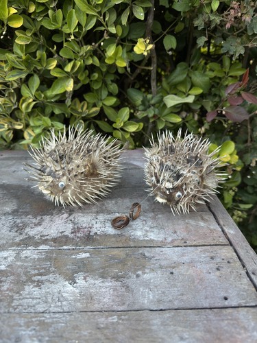 Lot poisson diodion - 2,
