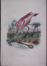 5 Gravures anciennes oiseaux