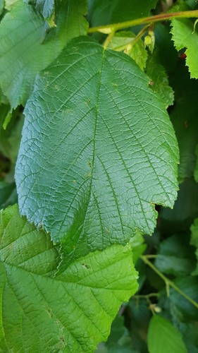 Corylus avellana noisetier - corylus,
