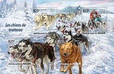 Sledge dogs (Siberian Husky, Team of sledge dogs)