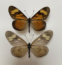 Acraeidae ACTINOTE PARAPHELES ?*****pair Nr. 1 ****BRASIL