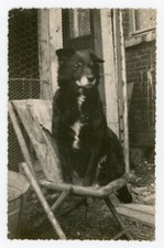 PHOTO snapshot, 1950 dog dog Diane sitting garden furniture