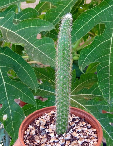 Echinopsis serpentina tri - echinopsis, (tri