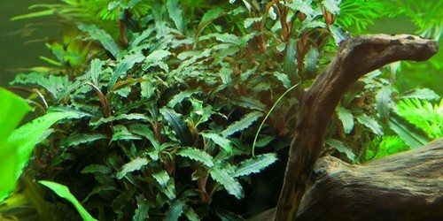 Aquarium plante bucephalandra - plante,