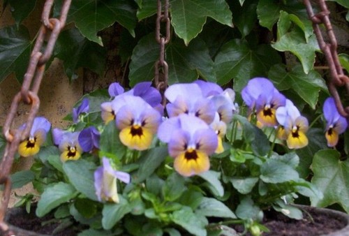 Violette cornue - ♫,