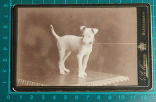 CDV CABINET PHOTO CANE FOX TERRIER ITALY ALESSANDRIA - ATELIER G. B. MIGNONE
