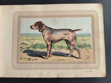 Chien de Chasse, Braque Charles X,planche couleur, Castellan, Malher, Samat,1938