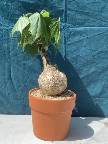 Firmiana colorata pot20cm - firmiana,