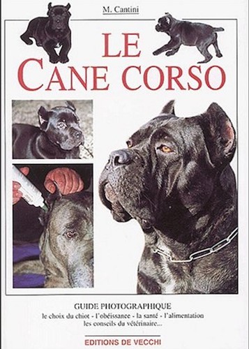Cane corso - cane,
