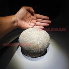 Dinosaure Oeuf Hadrosaur Nid