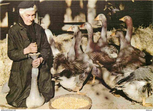 Carte postale animaux - -,