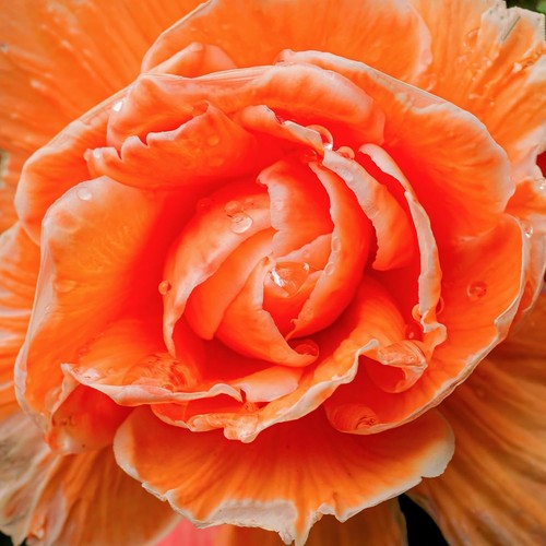 Bulbes bégonia orange - bulbes, de