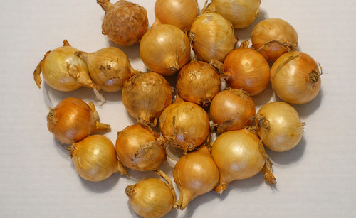 Oignons bulbilles de - oignons/bulbilles,