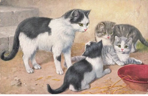 Chats mk941 blanc et - chats,