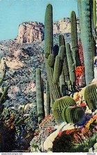 Flowers - Plants - Cactus - Cote d'Azur - Exotic Plants - CPM - See R Scans