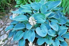 20 HOSTA SIEBOLDIANA ELEGANS " BLUE " SEEEDS - large blue-green leaves