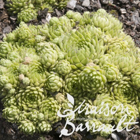 Sempervivum allionii - sempervivum, x