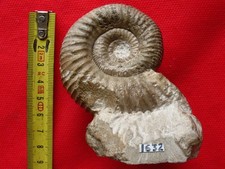 Couple Stephanoceras [M] /