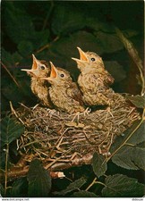 Animals - Birds - Young Thrives Singer - Young Singdrosseln - Young song-th