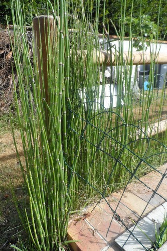 Plant prêle japon - prêle, du