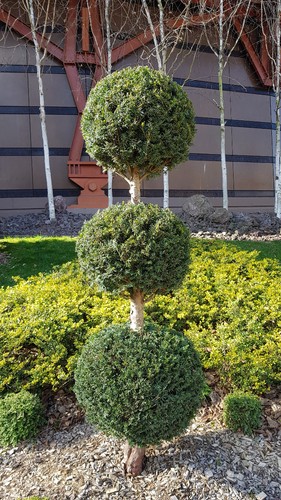 Taxus baccata commun - taxus,