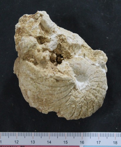 Nautile fossile bathonien - fossile,