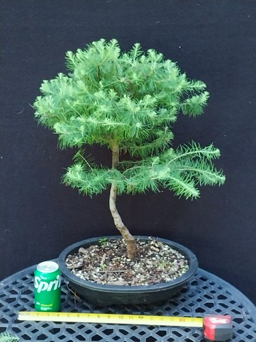 Japanese larch bonsai tree - bonsai, tree-