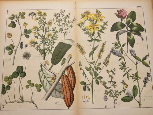 Illustration ancienne 1869 - illustration,