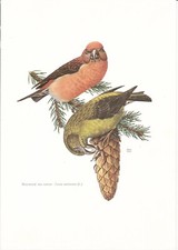 Planche 21 Histoire Naturelle