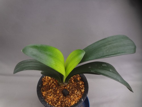 Clivia miniata seijoh - miniata, 'seijoh