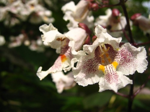 Graines catalpa de - catalpa,
