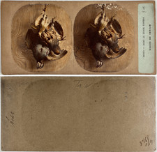 Game Studio: Red and Grey Perdrix, Caille, Vintage Albumen Print, ca.1890,