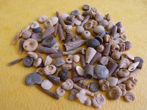 Lot 100 microfossiles - de,
