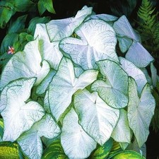 Caladium Tubercule Feuilles