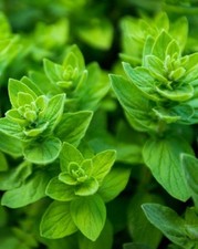 10,000 Italian Oregano Seeds (Origanum vulgare) Heirloom Tasty Pizza Herb USA
