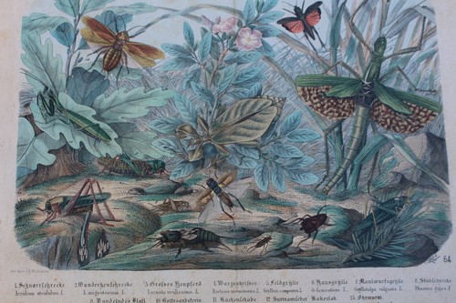 Lithographie allemande emil - lithographie,