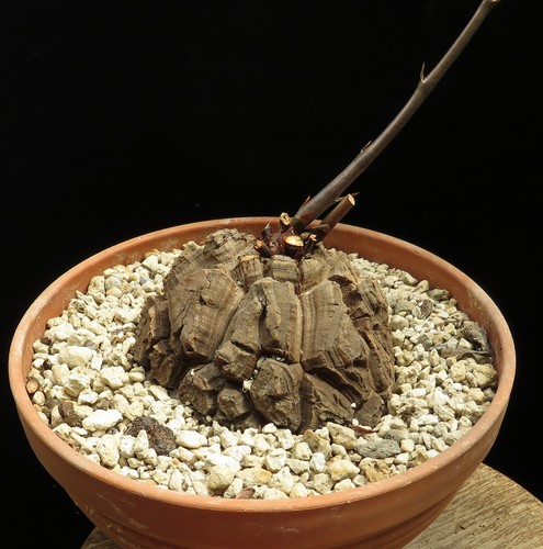 Dioscorea elephantipes