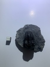 Trilobite naturel sur matrice