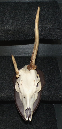 Superbe trophee chasse - ,