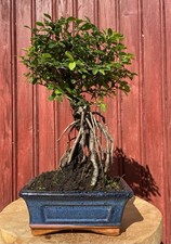 BONSAÏ ORME DE CHINE ZELKOVA